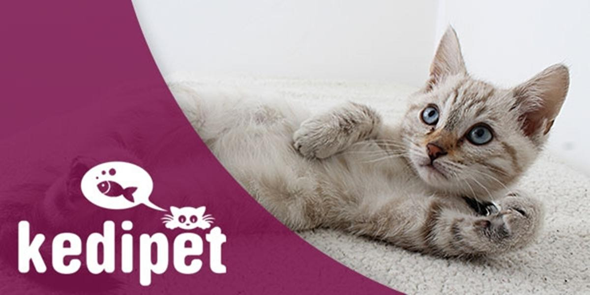Kedipet
