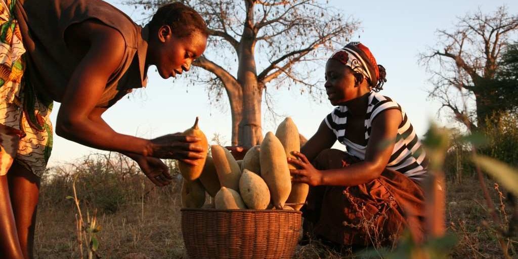 Güney  Afrika nın mucize  içerikleri