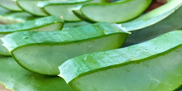 Doğal Aloe Vera Yaprak
