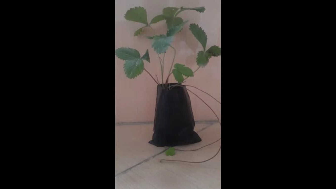 Kokulu Dağ Çileği