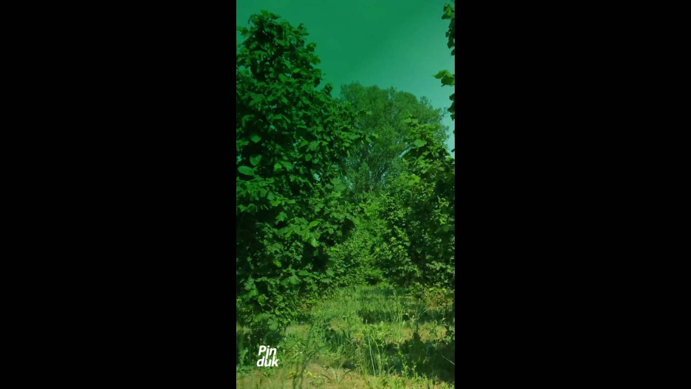 Video Banner