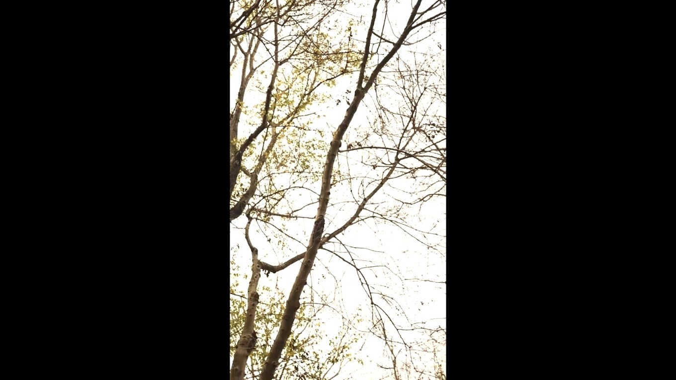 Video Banner