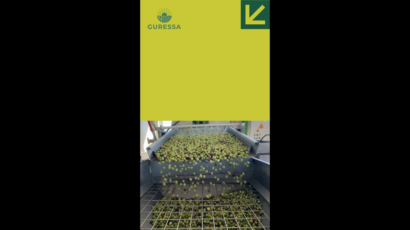 Zeytinyağımız nasıl üretiliyor?