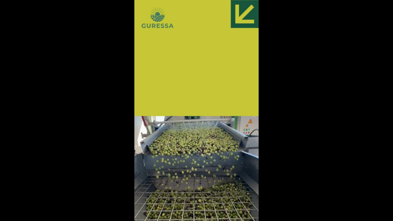 Zeytinyağı Nasıl Üretiliyor?