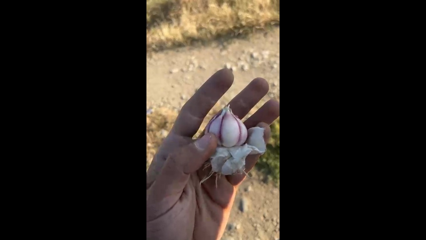 Diş Diş Taşköprü Sarımsağı