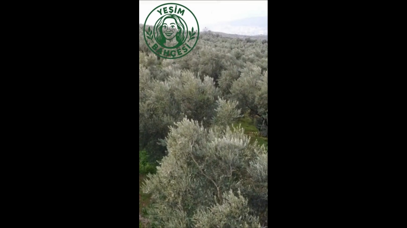 Video Banner