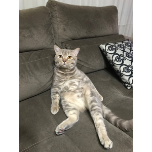 Royal Canin 36 Kitten Yavru Kuru Kedi Maması 2 kg Fiyatı