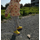 Vicco Mario II Unisex Bebe Sarı Spor Ayakkabı