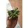 Etobur Bitkim Saksıda Dikili Canlı Yetişkin Sinek Kapan Venüs Bitkisi
