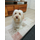 Pro Line Kuzu Etli Yetişkin Konserve Köpek Maması 415 G x 20 Adet