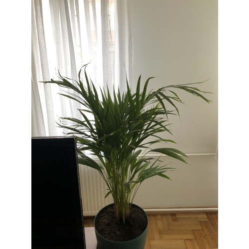 Fidanistanbul Chrysalidocarpus Lutescens Areka Palmiyesi 120 Cm Saksida Trendyol