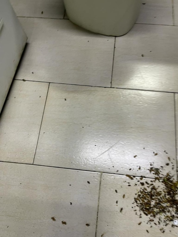 Syngenta Advion Hamamböceği Jeli – Profesyonellerin Tercihi, Pratik ve Etkili!