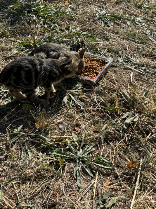 King Plus Cat Kuzulu Yetişkin Kedi Maması 15 Kg