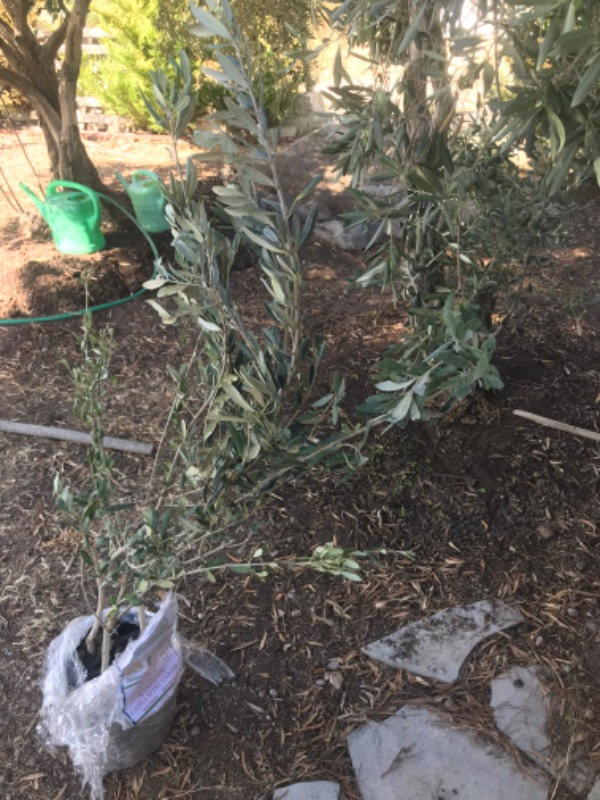 Trilye (Gemlik) Zeytin Fidanı 3 Adet