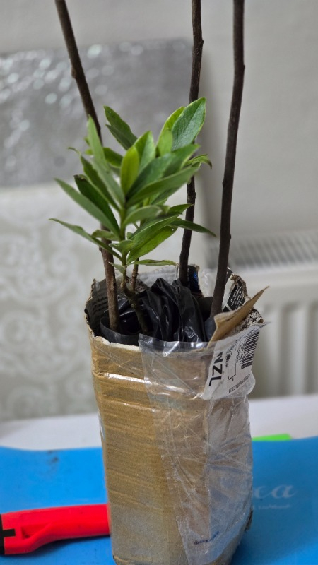 Ozozturk Kafkas Gülü(Daphne) Kokulu 15 -25 cm