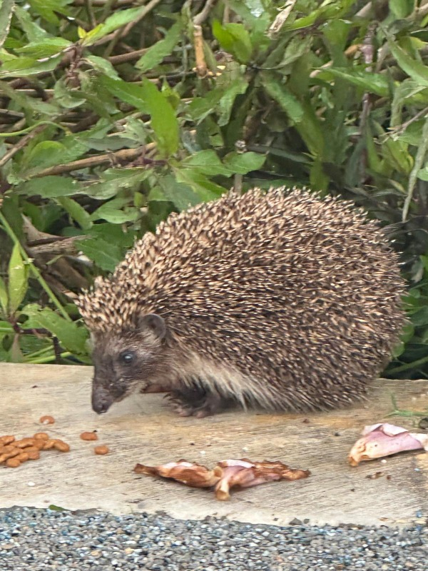King Yetişkin Kediler için Kuzu Etli Kedi Maması 15 Kg