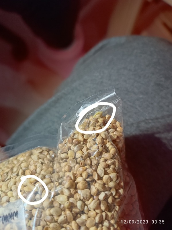 Glory Kenevi̇r Tohumu Çedene 1 kg