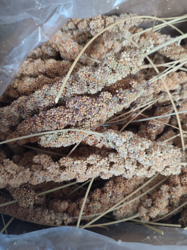 Eren Pet Doğal Üretim Kızıl Dal Darı (500 Gr.)