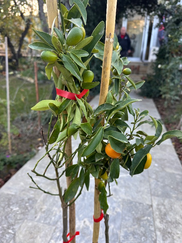 Alata Fidan Tüplü Mango Fidanı