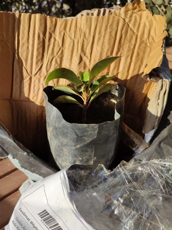 Kartopu Fidanı Viburnum 70x100 cm