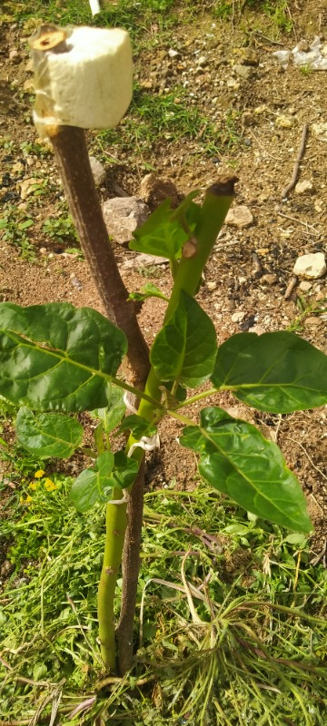 Ozozturk Tamarillo (Domates AĞACI)70-100 cm Tüplüdür