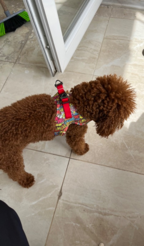 Pawstar Air-Mesh Wow Köpek Göğüs Tasması