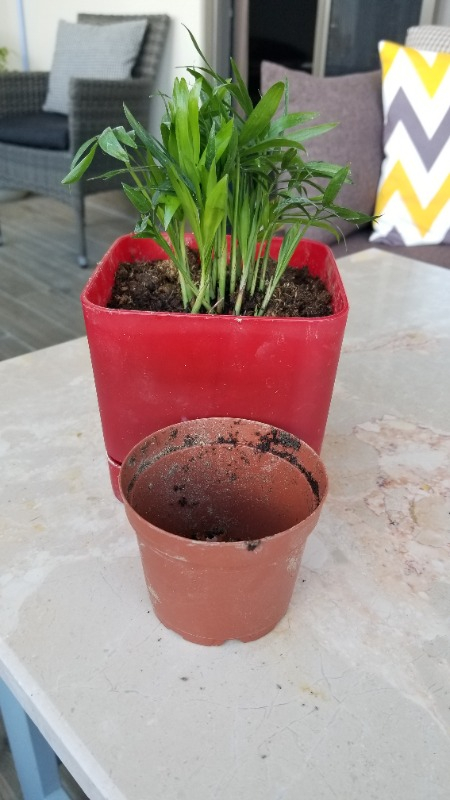 Palmiye Chamaedorea Elegans Dağ Palmiyesi Mini Boy