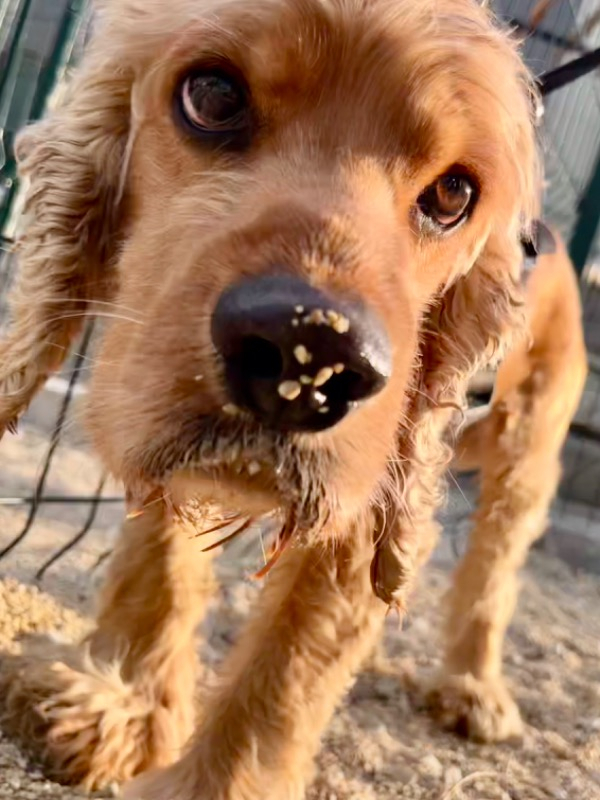 Altınceylan Köpek İsim Künyesi