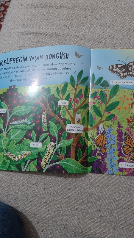 Çevremizdeki Dünya Böcekler