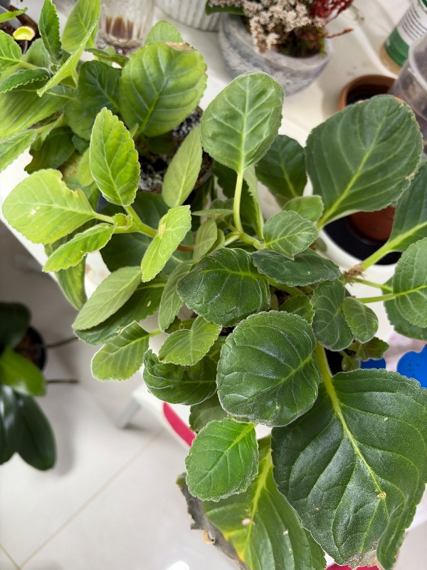 EkosolFarm Sıvı Solucan Gübresi 1 Litre Tüm Bitkiler için Organik Sertifikalı Yaprak ve Toprak Gübresi