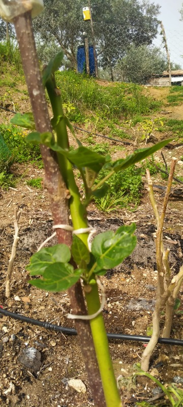 Ozozturk Tamarillo (Domates AĞACI)70-100 cm Tüplüdür