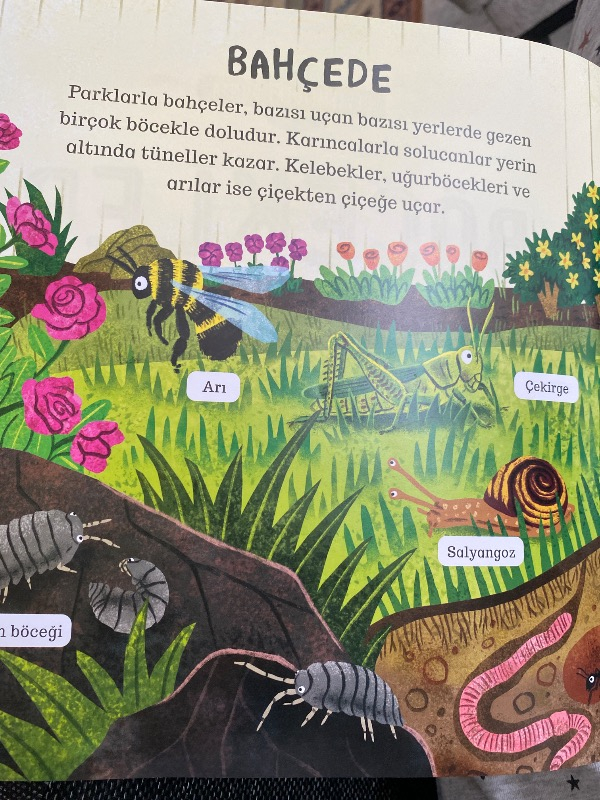 Çevremizdeki Dünya Böcekler