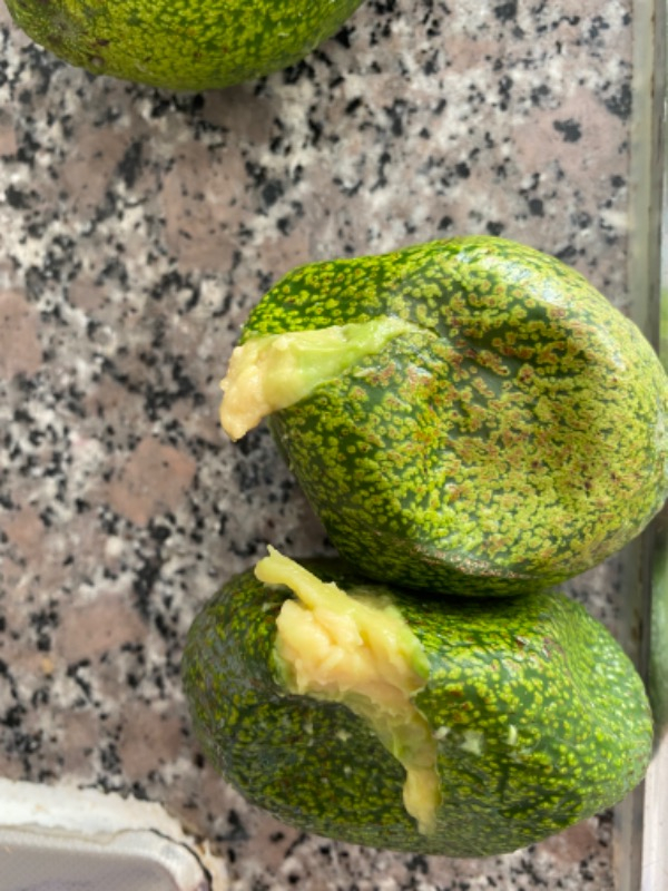 AVOKADO 1 KG TAZE HASAT