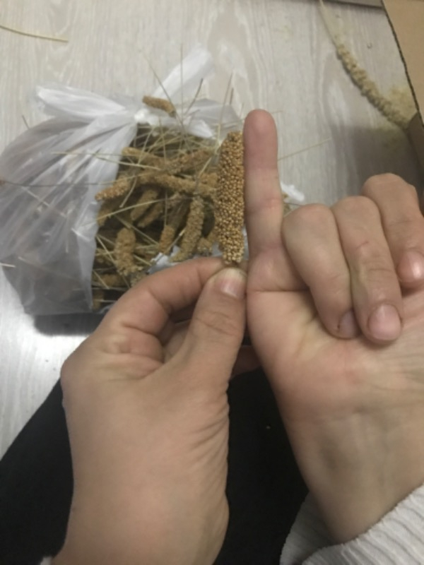 Eren Pet Doğal Üretim Kızıl Dal Darı (500 Gr.)