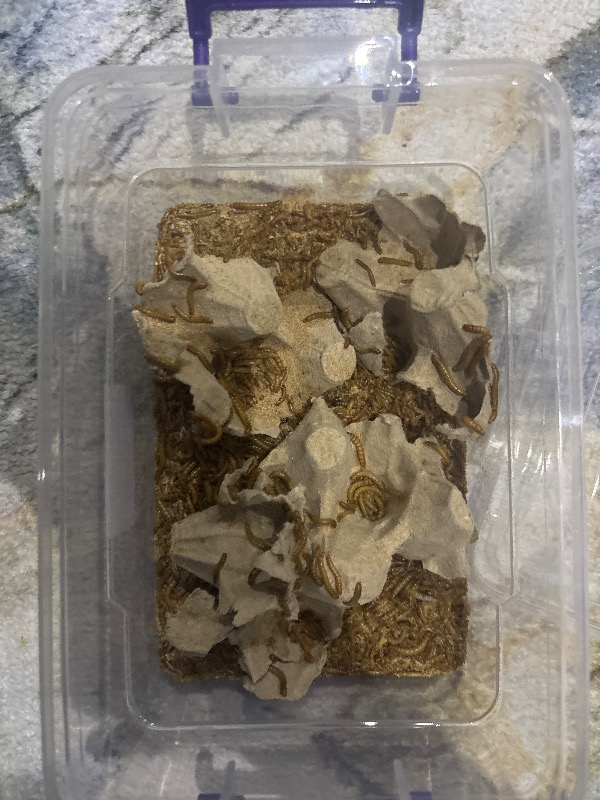 Turkuaz Unkurdu 50 gr