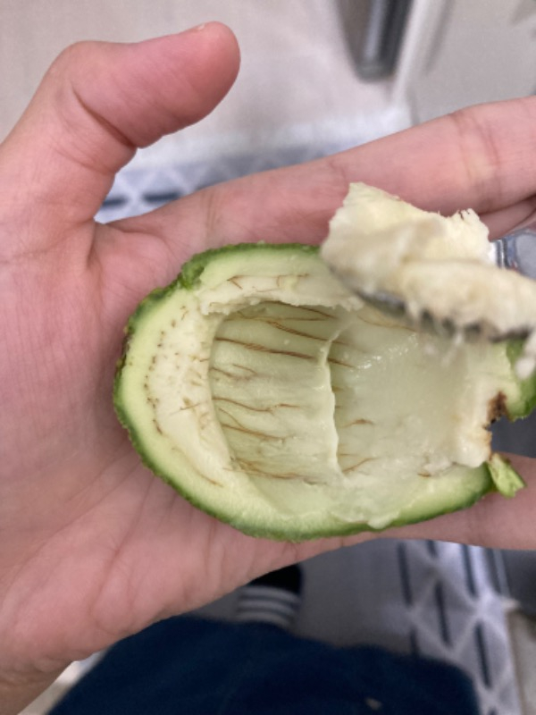 AVOKADO 1 KG TAZE HASAT