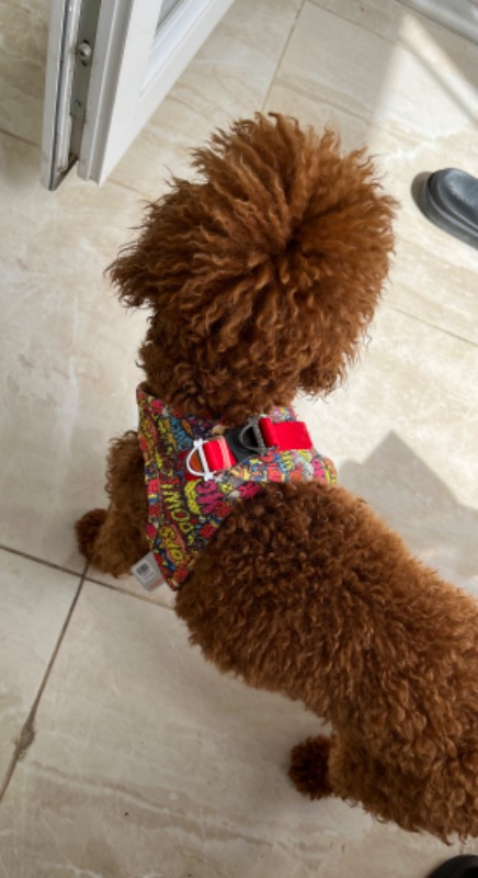 Pawstar Air-Mesh Wow Köpek Göğüs Tasması