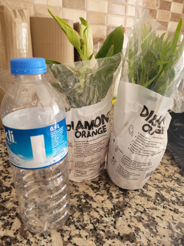 Salon Bitkileri Dağ Palmiyesi Chamadora