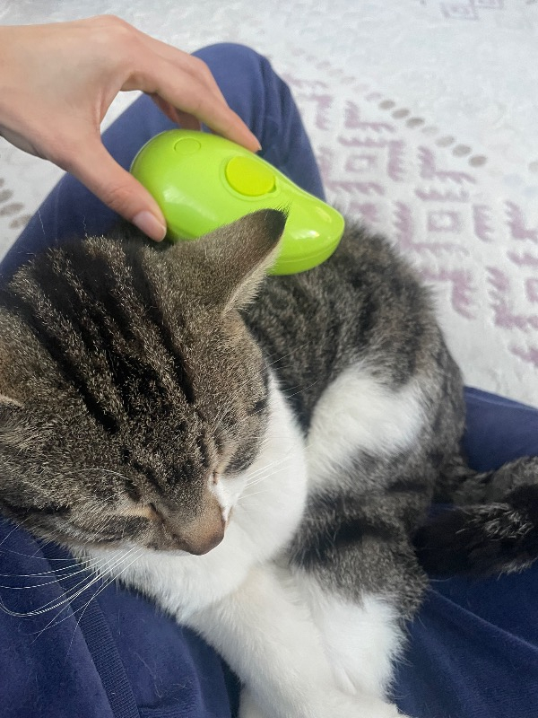 Pet Brush Kedi Köpek Buharlı Tarak