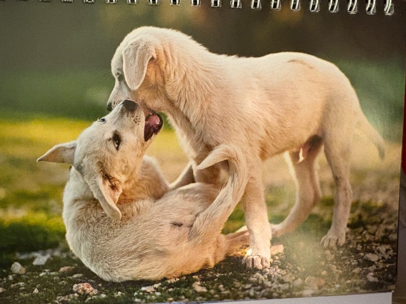 visual-comment-img