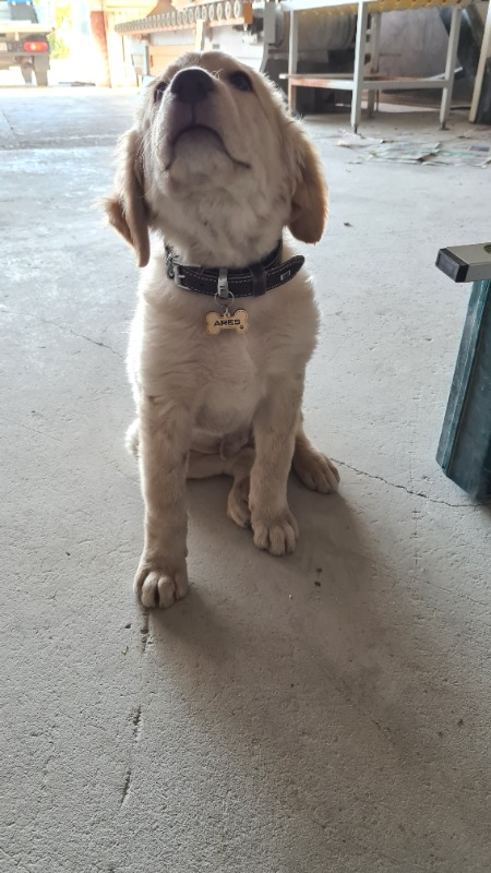 Altınceylan Köpek İsim Künyesi