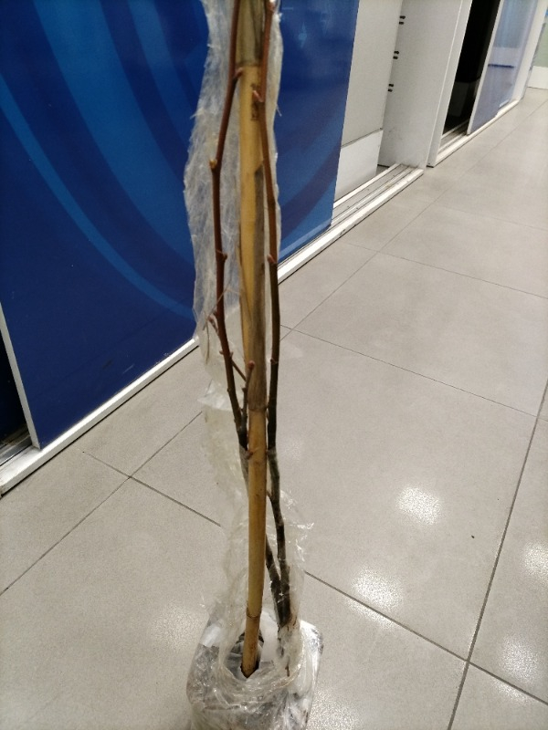 Fidancıyız Tüplü Ihlamur Ağacı Fidanı