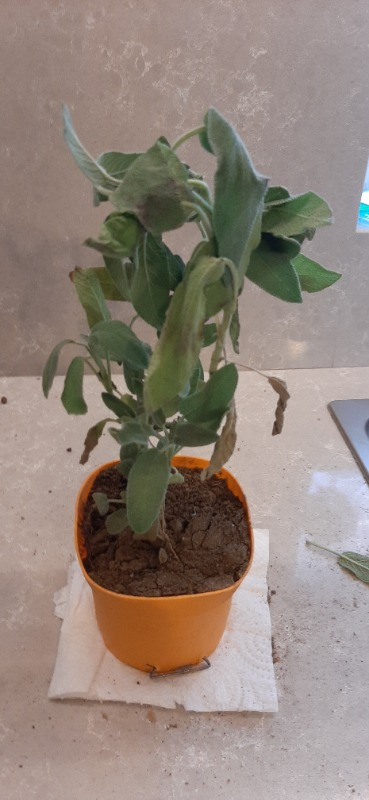 Serada Decor Plant Poşet Tüplü Adaçayı Fidanı 20-30 cm