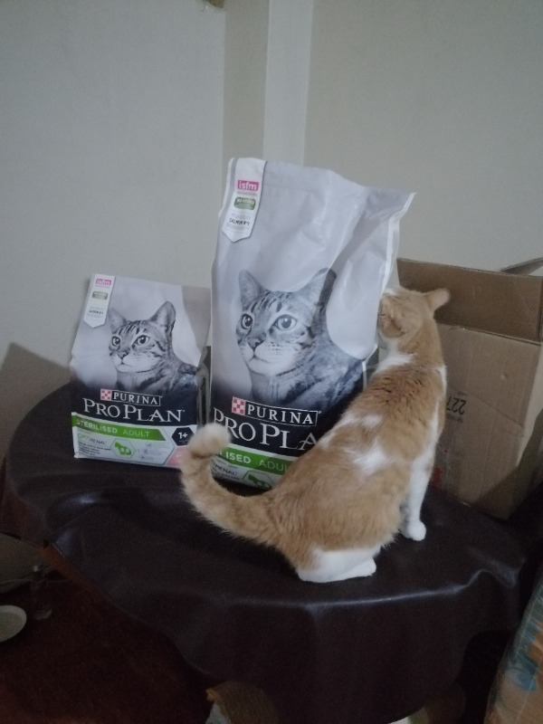 Pro Plan Somonlu Kısırlaştırılmış Kuru Kedi Maması 10+2 Kg