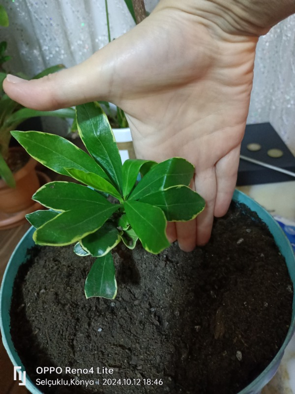 Ozozturk Kafkas Gülü(Daphne) Kokulu 15 -25 cm