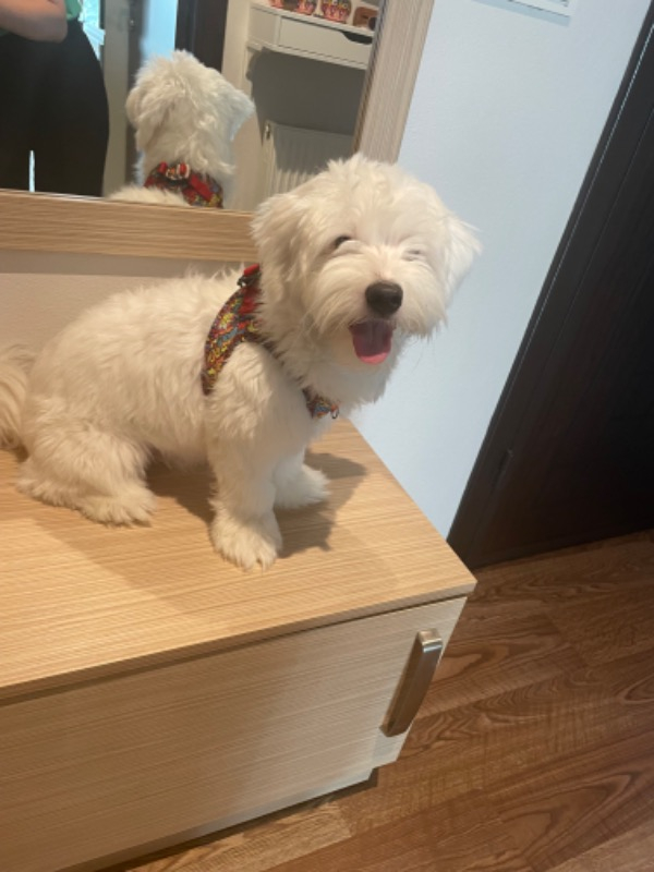 Pawstar Air-Mesh Wow Köpek Göğüs Tasması