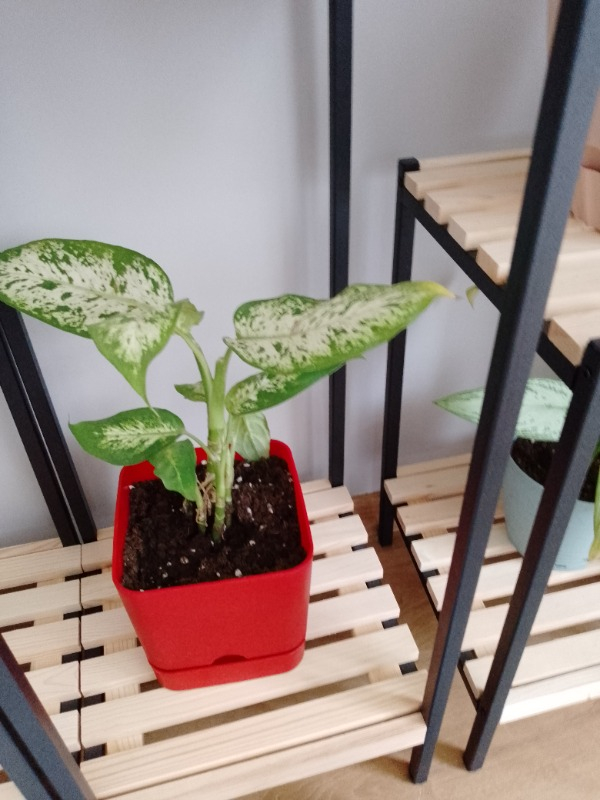 Poliwork Begonya 16 cm Bordo Kare Tabaklı Saksı