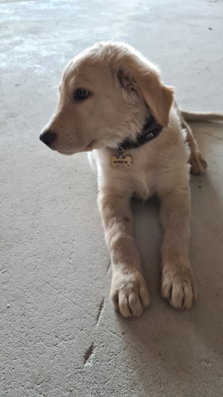 Altınceylan Köpek İsim Künyesi