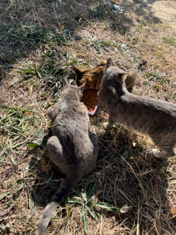 King Plus Cat Kuzulu Yetişkin Kedi Maması 15 Kg