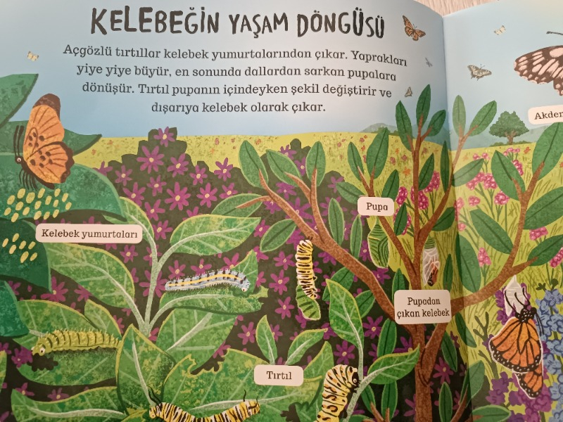 Çevremizdeki Dünya Böcekler